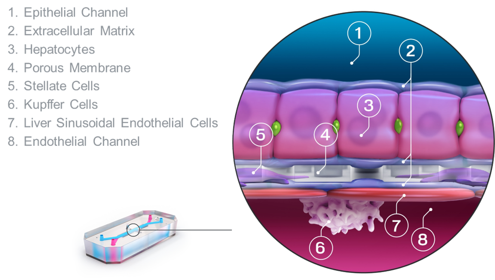 ヒト肝臓チップS1 の概略図