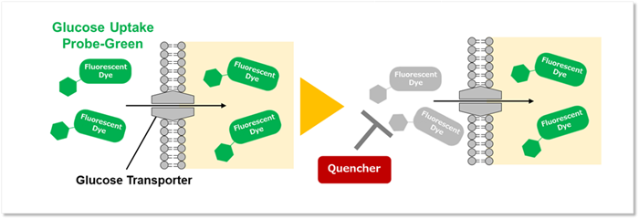 グルコース取り込みと測定原理