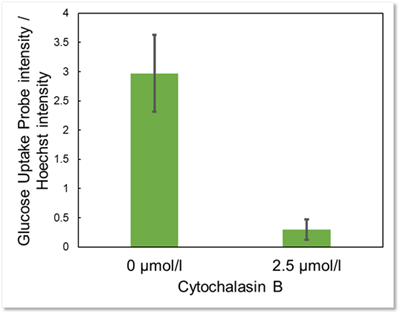 Cytochalasin BによるGlucose Uptake Probeの取り込み阻害