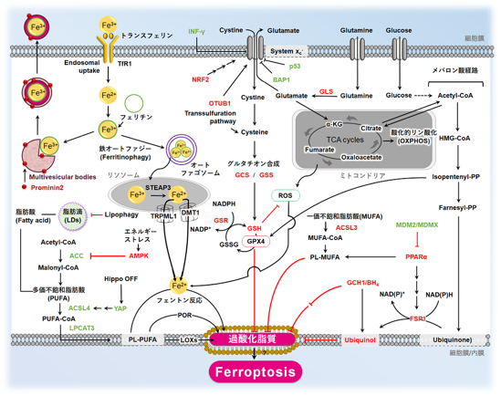 フェロトーシス経路概略図