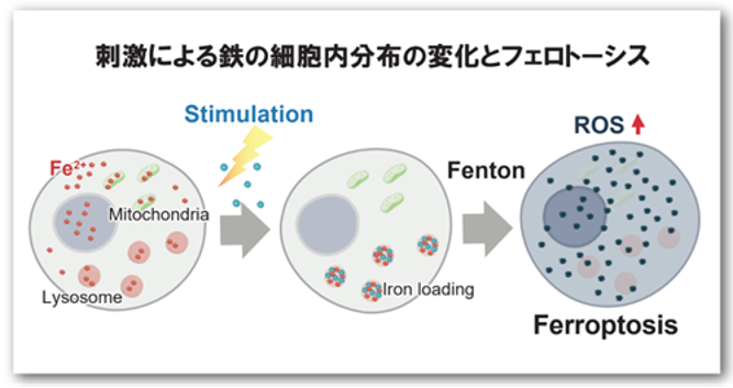 刺激による鉄の細胞内分布の変化とフェロトーシス