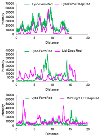 リソソーム局在の高い特異性