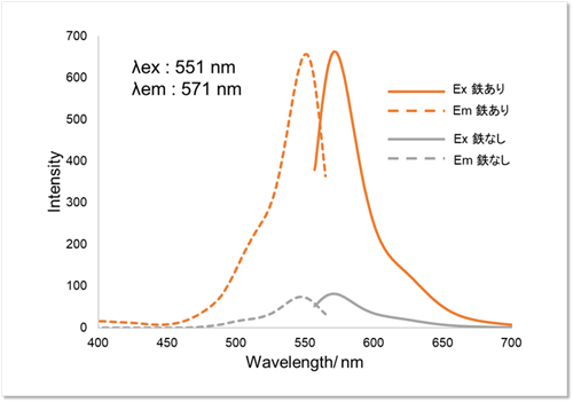 鉄と反応させる前と後の Lyso-FerroRedの蛍光特性