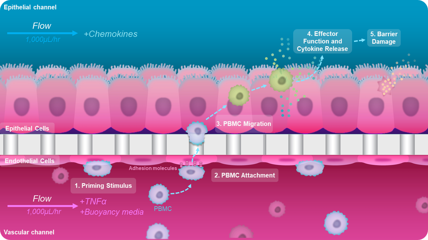 結腸チップにおける免疫細胞動員
