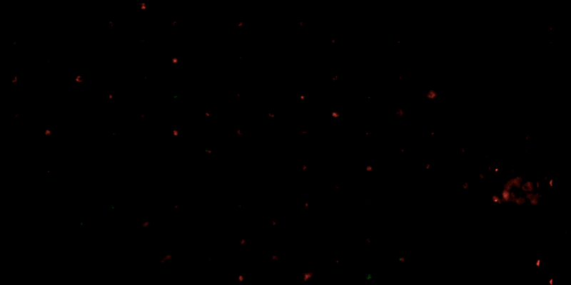 結腸チップにおける免疫細胞動員