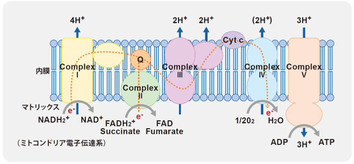 ミトコンドリア電子伝達系