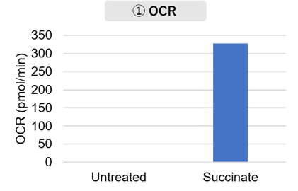 マウス脳から分画したミトコンドリアの活性評価 (OCR)