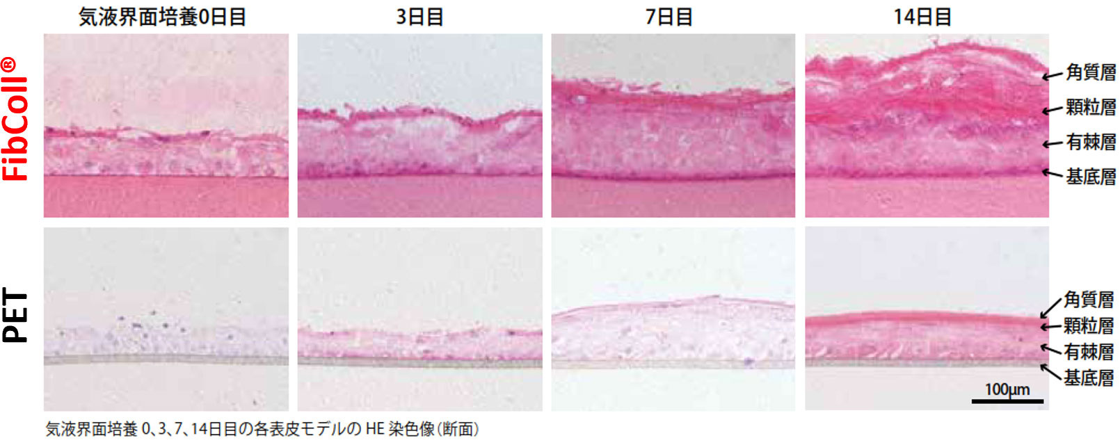 FibColl®を用いた表皮モデルの早期成熟化促進
