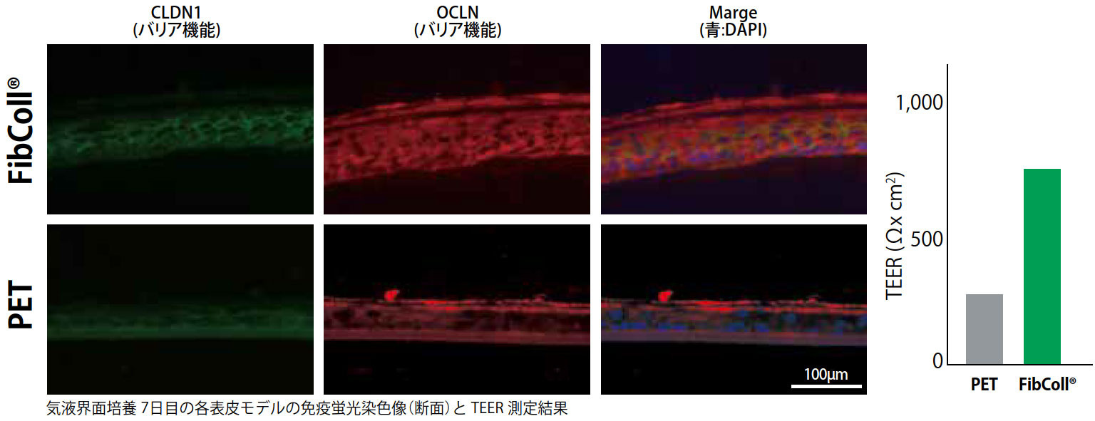 FibColl®を用いた表皮モデルの早期成熟化促進