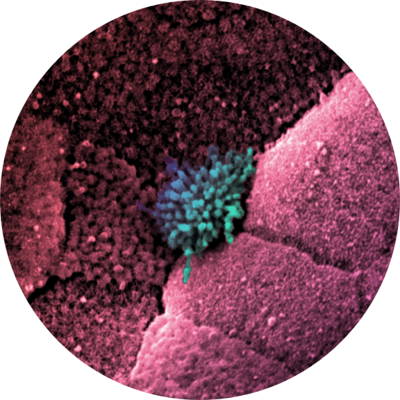 Duodenum Intestine-Chip