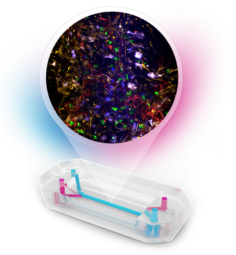 Duodenum Intestine-Chip