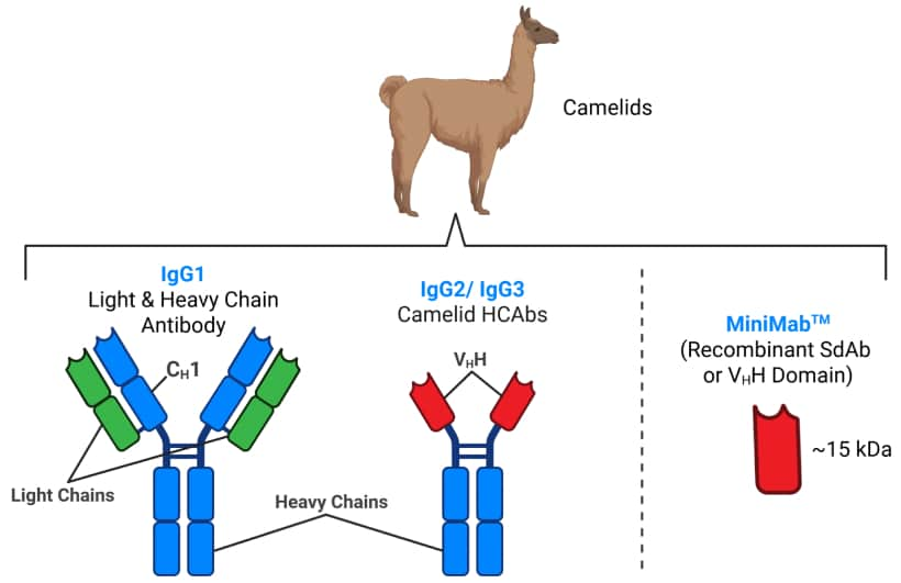 アルパカ抗体 (MiniMab™) と他の抗体の違い