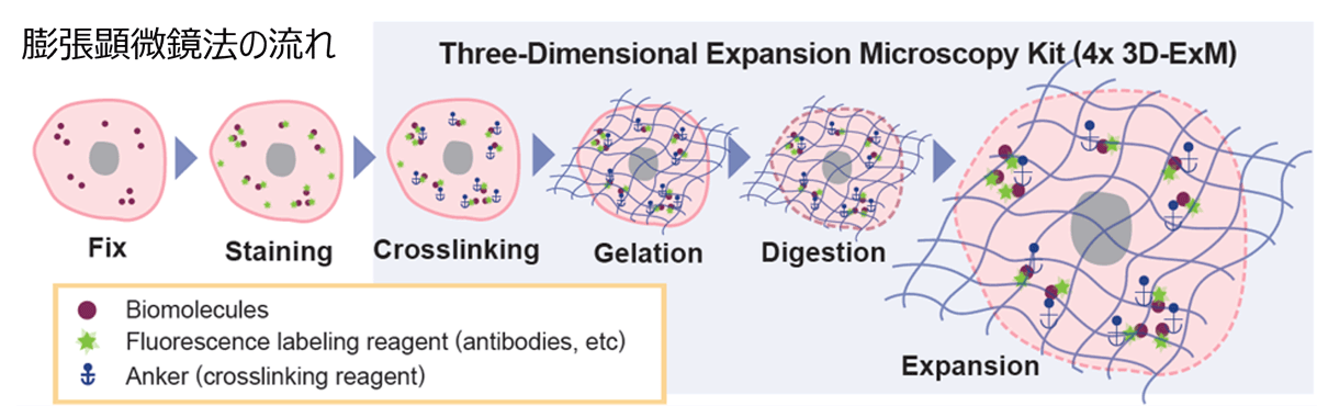 膨張顕微鏡法の流れ
