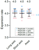 膨張による細胞のサイズ変化の評価