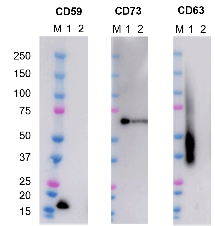 MSC由来EVマーカータンパク質の発現