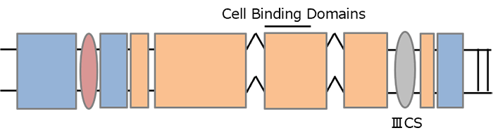 フィブロネクチン, ヒト, 組換え体, 血漿