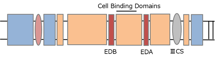 フィブロネクチン, ヒト, 組換え体, 細胞性