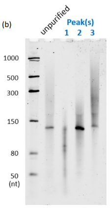  (b)  dPAGE image of peak 1–3 of crude HPLC profile (5% dPAGE containing 7M urea) 
