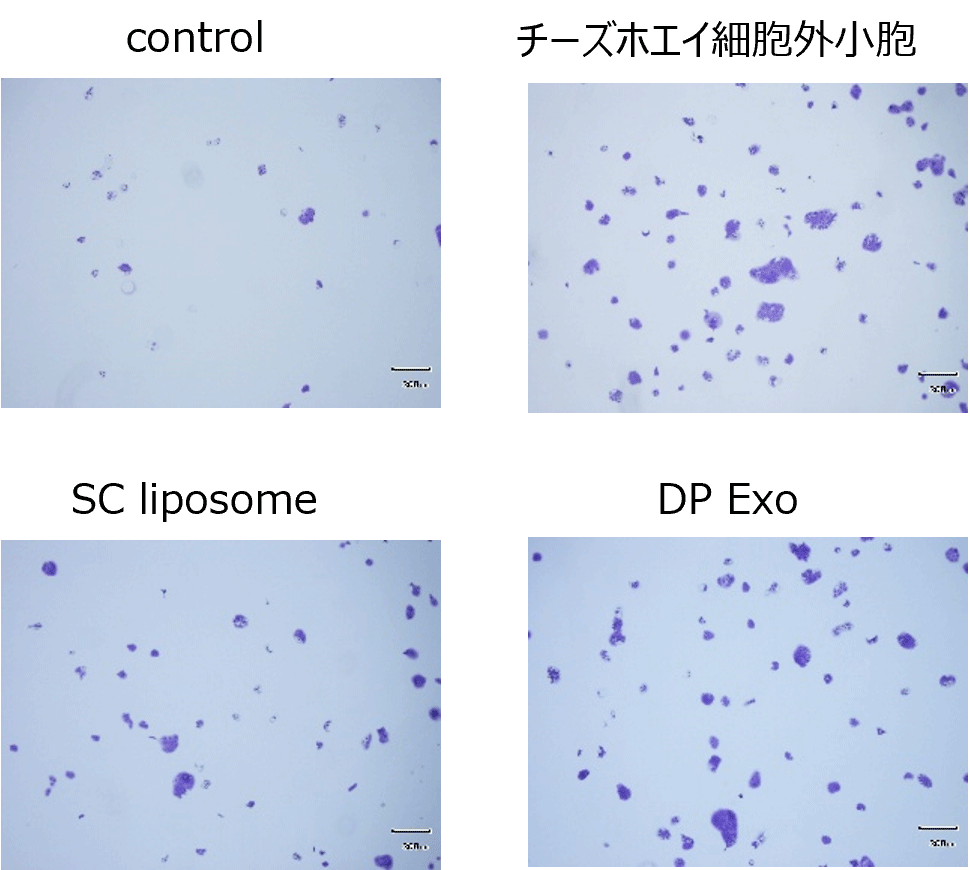 図1　 HaCaT細胞培養後の顕微鏡画像