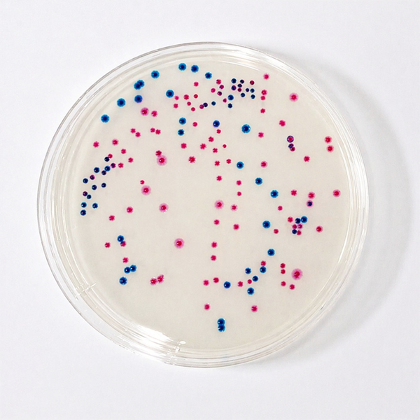 青:大腸菌(β-グルクロニダーゼ)、赤:大腸菌群(β-ガラクトシダーゼ)