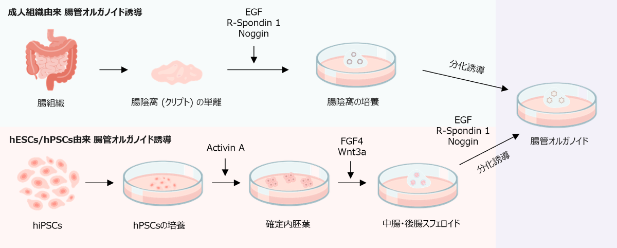 腸管オルガノイドの作製方法