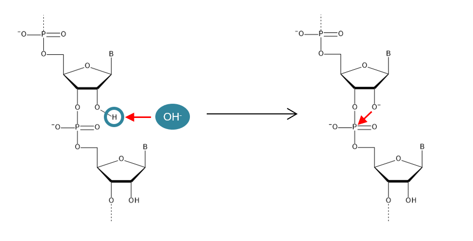 図1 RNA 加水分解のメカニズム