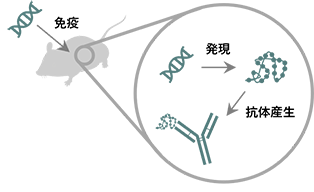 図1　DNA免疫法