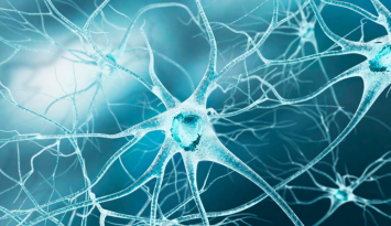 iPS細胞から神経細胞への分化誘導