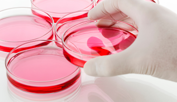 オルガノイド培養用 低分子化合物