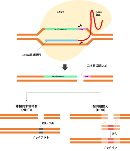CRISPR/Cas9の原理