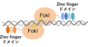ZFN, Zinc-finger nuclease
