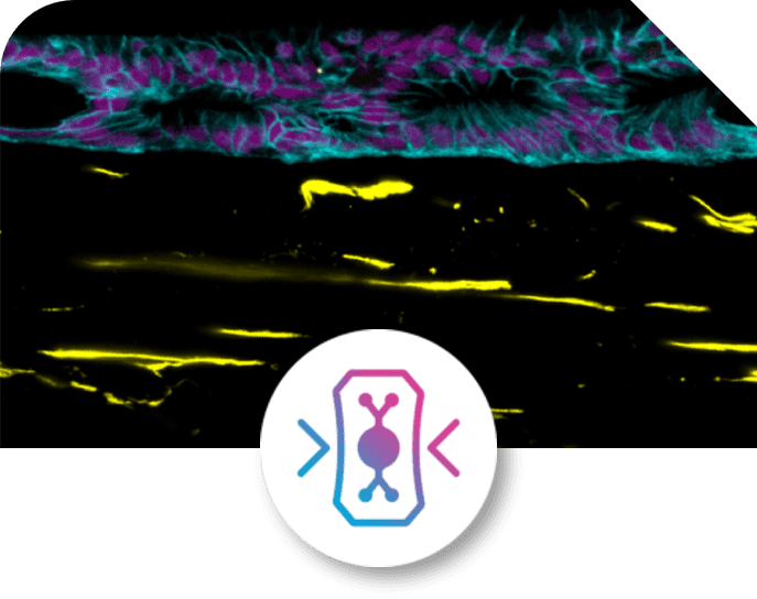 Chip-A1™ Accessible Chip