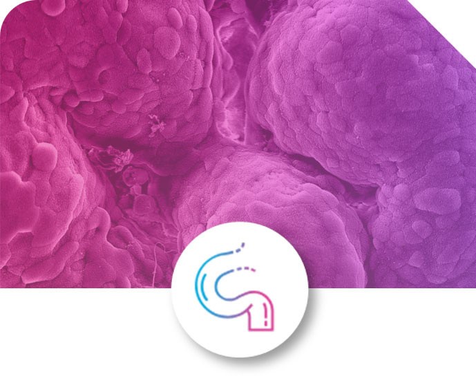 Duodenum Intestine-Chip