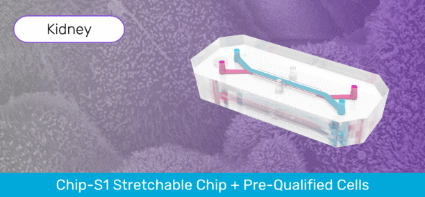 Kidney-Chip