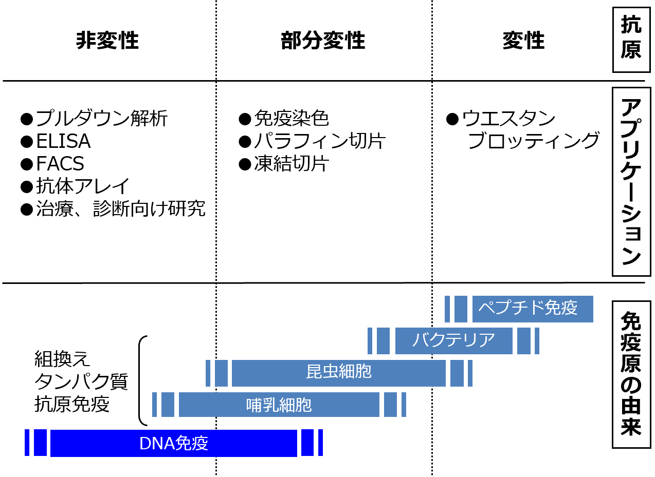 DNA免疫法で取得した抗体とアプリケーション