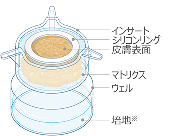 HypoSkin キット構造