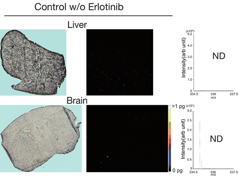 エルロチニブの肝臓と脳内における質量分析イメージング Control
