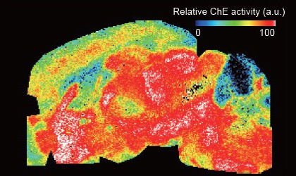 マウスの脳内コリンエステラーゼ分布