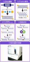 ＜Luminex(PCR-SSO）法＞によるハプロタイピング