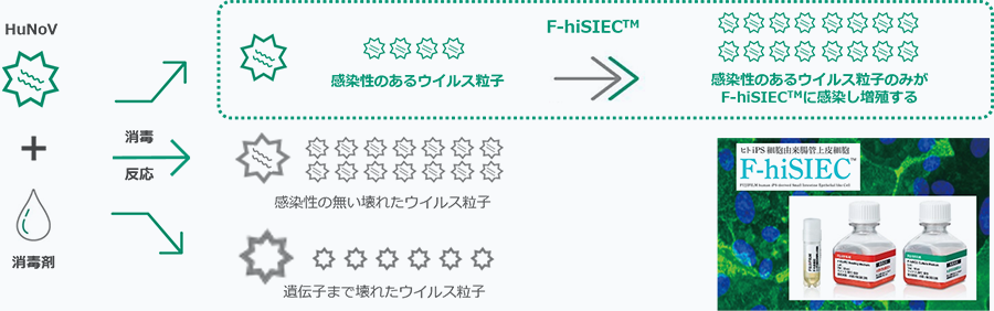 F-hiSIEC™を用いたHuNoV消毒評価の概略図
