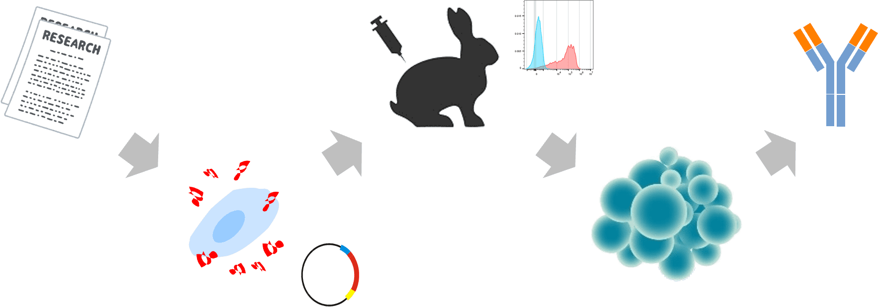 ウサギモノクローナル抗体作製イメージ図