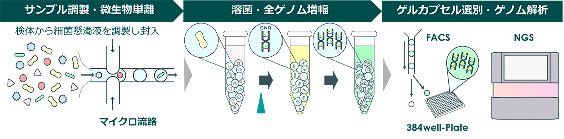 微生物シングルセルゲノム解析フロー