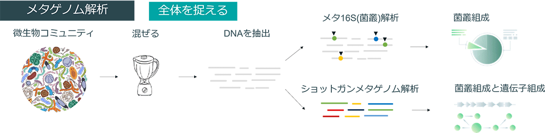 未培養微生物を解析するメタゲノム解析