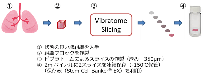 精密切断肺スライス（PCLS）の製造の流れ