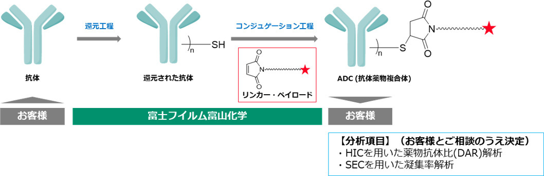 抗体→[還元工程]→還元された抗体→[コンジュゲーション工程]→ACD(抗体薬物複合体)