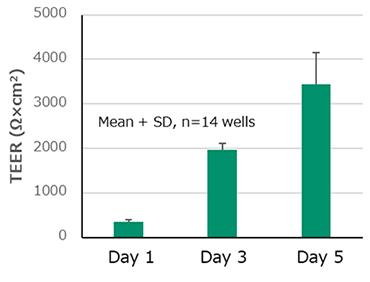 経上皮電気抵抗 (TEER) の経日変化