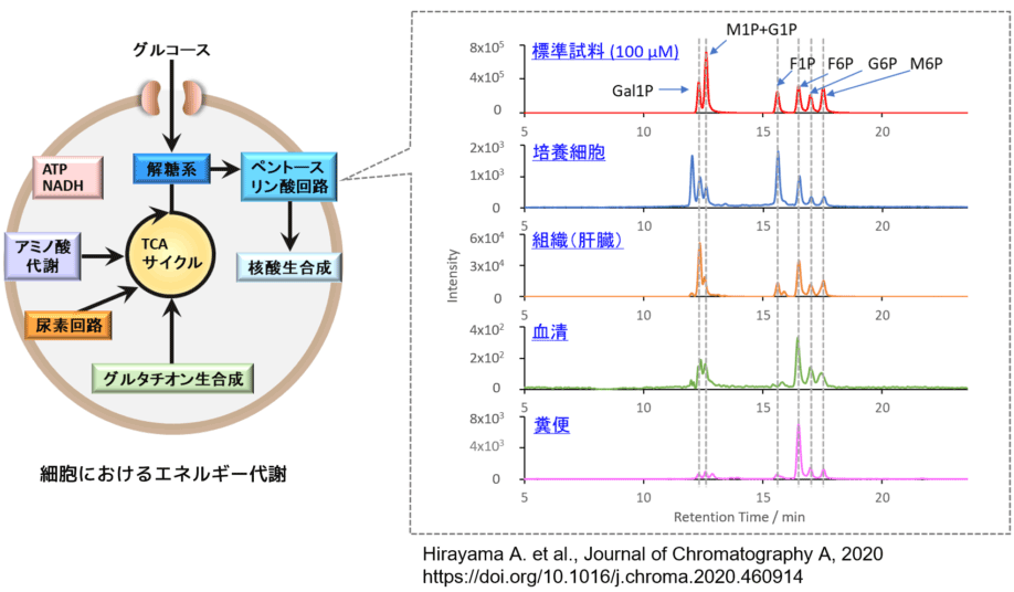 Capillary IC/MSを用いて各種試料を測定した糖リン酸類のクロマトグラム