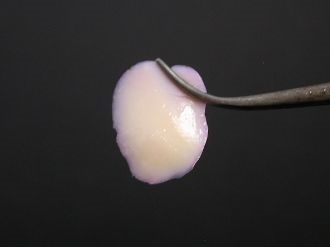 例：ヒト軟骨組織