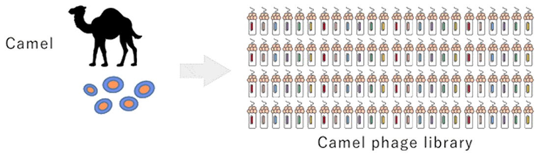 Camel phage library