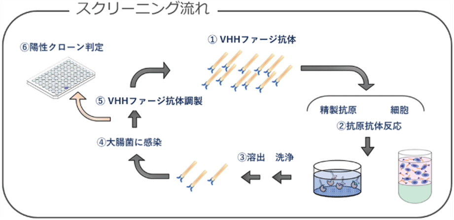 スクリーニング流れ